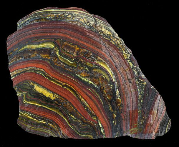 Polished Tiger Iron Stromatolite - ( Billion Years) #62771